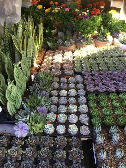 Highland Flowers Gifts Home